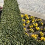 28.03.2021 Sandomierz. Bratki na starówce / Grażyna Szlęzak-Wójcik / Radio Kielce