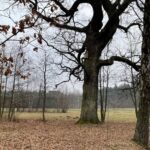 07.03.2021 Snochowice gmina Łopuszno. Miejsce walki oddziału Mieczysława Stemplewskiego „Sergiusz" / Dionizy Krawczyński / Radio Kielce