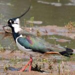 Rezerwat Krzemionki. Czajka / Andrzej Bartczak