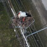 16.03.2021 Łukowa. Bocian na gnieździe / Jarosław Kubalski / Radio Kielce