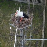 16.03.2021 Łukowa. Bocian na gnieździe / Jarosław Kubalski / Radio Kielce