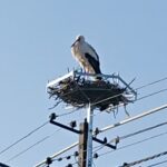 16.03.2021 Łukowa. Bocian / Krzysztof Bujnowicz / Radio Kielce