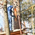 10.03.2021. Maleniec. Wycinanie barci dla pszczół / Magdalena Galas-Klusek / Radio Kielce