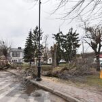 31.03.2021 Końskie. Wycinka drzew przed kolegiatą Świętego Mikołaja / Magdalena Galas-Klusek / Radio Kielce