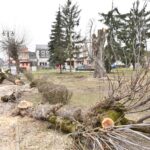 31.03.2021 Końskie. Wycinka drzew przed kolegiatą Świętego Mikołaja / Magdalena Galas-Klusek / Radio Kielce