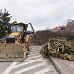 31.03.2021 Końskie. Wycinka drzew przed kolegiatą Świętego Mikołaja / Magdalena Galas-Klusek / Radio Kielce