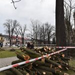 31.03.2021 Końskie. Wycinka drzew przed kolegiatą Świętego Mikołaja / Magdalena Galas-Klusek / Radio Kielce