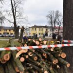 31.03.2021 Końskie. Wycinka drzew przed kolegiatą Świętego Mikołaja / Magdalena Galas-Klusek / Radio Kielce