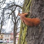 31.03.2021 Końskie. Wycinka drzew przed kolegiatą Świętego Mikołaja / Magdalena Galas-Klusek / Radio Kielce