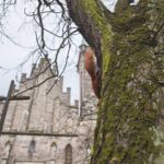 31.03.2021 Końskie. Wycinka drzew przed kolegiatą Świętego Mikołaja / Magdalena Galas-Klusek / Radio Kielce