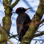 Rezerwat Krzemionki. Dzięcioł czarny / Andrzej Bartczak