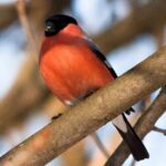 Rezerwat Krzemionki. Gil / Andrzej Bartczak