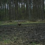 04.03.2021. Nietypowe ujęcia z leśnych fotopułapek / Nadleśnictwo Barycz