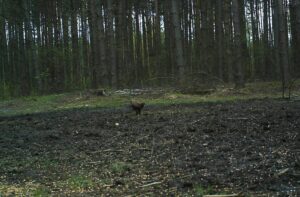 04.03.2021. Nietypowe ujęcia z leśnych fotopułapek / Nadleśnictwo Barycz