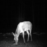 04.03.2021. Nietypowe ujęcia z leśnych fotopułapek / Nadleśnictwo Barycz