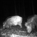 04.03.2021. Nietypowe ujęcia z leśnych fotopułapek / Nadleśnictwo Barycz