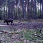 04.03.2021. Nietypowe ujęcia z leśnych fotopułapek / Nadleśnictwo Barycz