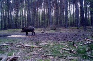 04.03.2021. Nietypowe ujęcia z leśnych fotopułapek / Nadleśnictwo Barycz