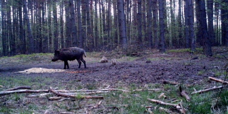 04.03.2021. Nietypowe ujęcia z leśnych fotopułapek / Nadleśnictwo Barycz