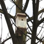 18.03.2021. Kielce. Budki lęgowe zawisły na drzewie na podwórku Teatru Lalki i Aktora „Kubuś” / Jarosław Kubalski / Radio Kielce