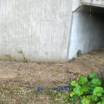 Droga S74 Kielce - Cedzyna. Przejście dla zwierząt. Przykład przejścia z ciekiem wodnym / GDDKiA