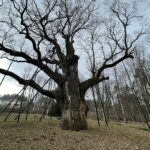 20.03.2021. Zagnańsk. Dąb Bartek / Jarosław Kubalski / Radio Kielce
