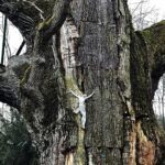 20.03.2021. Zagnańsk. Dąb Bartek / Jarosław Kubalski / Radio Kielce