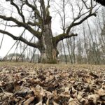 20.03.2021. Zagnańsk. Dąb Bartek / Jarosław Kubalski / Radio Kielce