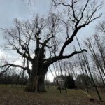 20.03.2021. Zagnańsk. Dąb Bartek / Jarosław Kubalski / Radio Kielce