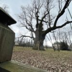 20.03.2021. Zagnańsk. Dąb Bartek / Jarosław Kubalski / Radio Kielce