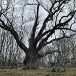 20.03.2021. Zagnańsk. Dąb Bartek / Jarosław Kubalski / Radio Kielce