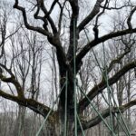 20.03.2021. Zagnańsk. Dąb Bartek / Jarosław Kubalski / Radio Kielce