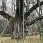 20.03.2021. Zagnańsk. Dąb Bartek / Jarosław Kubalski / Radio Kielce