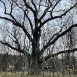 20.03.2021. Zagnańsk. Dąb Bartek / Jarosław Kubalski / Radio Kielce