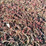 04.03.2021. Busko-Zdrój. Tężnia i dom zdrojowy / Marta Gajda / Radio Kielce