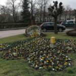 30.03.2021 Pińczów. Bratki / Marta Gajda / Radio Kielce