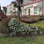 30.03.2021 Pińczów. Bratki / Marta Gajda / Radio Kielce