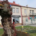 30.03.2021 Pińczów. Bratki / Marta Gajda / Radio Kielce