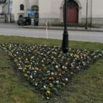 30.03.2021 Pińczów. Bratki / Marta Gajda / Radio Kielce