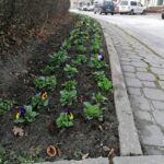 30.03.2021 Pińczów. Bratki / Marta Gajda / Radio Kielce