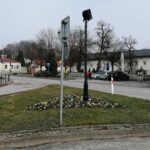 30.03.2021 Pińczów. Bratki / Marta Gajda / Radio Kielce