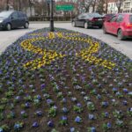 30.03.2021 Pińczów. Bratki / Marta Gajda / Radio Kielce