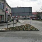 30.03.2021 Pińczów. Bratki / Marta Gajda / Radio Kielce