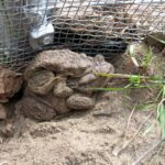 Droga S7 Chęciny - Jędrzejów. Przejście dla zwierząt. Przykład siatki naprowadzającej / GDDKiA