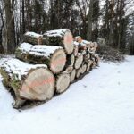 08.03.2021 Kielce. Wycinka drzew na Stadionie Leśnym / Jarosław Kubalski / Radio Kielce