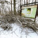 08.03.2021 Kielce. Wycinka drzew na Stadionie Leśnym / Jarosław Kubalski / Radio Kielce