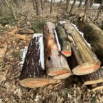 08.03.2021 Kielce. Wycinka drzew na Stadionie Leśnym / Jarosław Kubalski / Radio Kielce