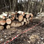 08.03.2021 Kielce. Wycinka drzew na Stadionie Leśnym / Jarosław Kubalski / Radio Kielce