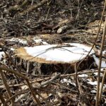 08.03.2021 Kielce. Wycinka drzew na Stadionie Leśnym / Jarosław Kubalski / Radio Kielce