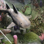 Kielce. Ekspozycja w Centrum Geoedukacji / Patryk Cudzik / Radio Kielce